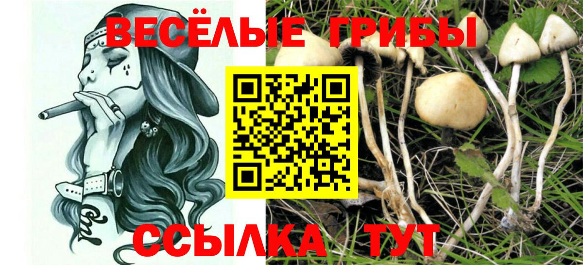 Псилоцибиновые грибы Cubensis Казань
